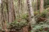 End of Waggs Gully Rd, Ranelagh, Tas 7109-Image