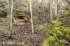 End of Waggs Gully Rd, Ranelagh, Tas 7109-Image