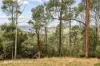End of Waggs Gully Rd, Ranelagh, Tas 7109-Image