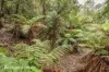 End of Waggs Gully Rd, Ranelagh, Tas 7109-Image