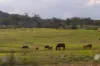 Gundy Road, Scone, NSW 2337-Image