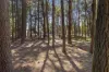 Lot 1, 187 Ti Tree Road, Dunnstown, Vic 3352-Image
