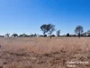 Lot 1-5, Richardsons Lane, Roma, Qld 4455-Image