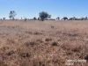 Lot 1-5, Richardsons Lane, Roma, Qld 4455-Image
