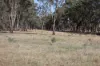 Lot 1, Basin Road, Tarnook, Vic 3670-Image