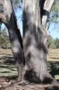 Lot 1, Basin Road, Tarnook, Vic 3670-Image