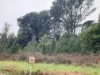 Lot 1, Beulah, Beulah, Tas 7306