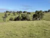 Lot 1, Brinkworth Range Road, Tungkillo, SA 5236-Image