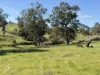 Lot 1, Brinkworth Range Road, Tungkillo, SA 5236-Image