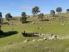 Lot 1, Brinkworth Range Road, Tungkillo, SA 5236-Image