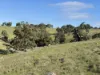 Lot 1, Brinkworth Range Road, Tungkillo, SA 5236-Image