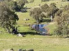 Lot 1, Brinkworth Range Road, Tungkillo, SA 5236-Image