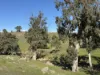 Lot 1, Brinkworth Range Road, Tungkillo, SA 5236-Image