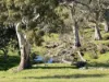 Lot 1, Brinkworth Range Road, Tungkillo, SA 5236-Image