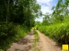 Lot 1, Flying Fish Point Road, Coconuts, Qld 4860-Image