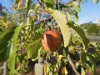 Lot 1 Grace Street, Hamilton, Tas 7140-Image
