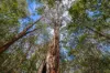 Lot 1, Link Road, Lonnavale, Tas 7109-Image