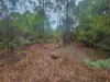 Lot 1, Link Road, Lonnavale, Tas 7109-Image