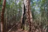 Lot 1, Link Road, Lonnavale, Tas 7109-Image