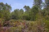 Lot 1, Link Road, Lonnavale, Tas 7109-Image