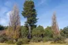Lot 1, Lyell Highway, Derwent Bridge, Tas 7140-Image