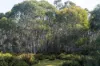 Lot 1, Lyell Highway, Derwent Bridge, Tas 7140-Image