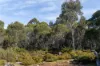 Lot 1, Lyell Highway, Derwent Bridge, Tas 7140-Image