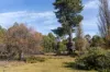 Lot 1, Lyell Highway, Derwent Bridge, Tas 7140-Image