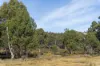 Lot 1, Lyell Highway, Derwent Bridge, Tas 7140-Image
