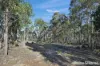 Lot 1 Phipps Road, Runnymede, Tas 7190-Image