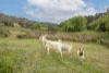 Lot 1, Reeves Lane, Dover, Tas 7117-Image