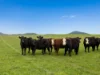Lot 1, Rifle Range Road, Preston, Tas 7315-Image