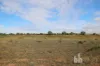 Lot 1, Zadow Road, Caloote, SA 5254-Image
