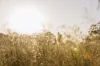 Lot 101, Springfield Farm, Yallingup, WA 6282-Image