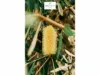Lot 106 Grassbird Circuit, Wondunna, Qld 4655-Image
