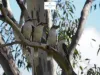 Lot 108 Grassbird Circuit, Wondunna, Qld 4655-Image