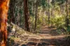 Lot 109, Wetherall Road, Quinninup, WA 6258-Image