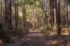 Lot 109, Wetherall Road, Quinninup, WA 6258-Image