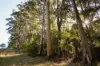 Lot 109, Wetherall Road, Quinninup, WA 6258-Image