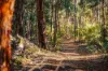 Lot 109, Wetherall Road, Quinninup, WA 6258-Image