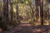 Lot 109, Wetherall Road, Quinninup, WA 6258-Image