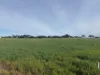 Lot 12 Coast Rd, Tickera, SA 5555-Image