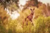 Lot 12, Stage 2 Parkview on Central, Tinana, Qld 4650-Image