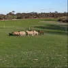 Lot 124 Lake View Road, Minlaton, SA 5575-Image