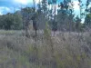 Lot 14, Midge Point Road, Midge Point, Qld 4799-Image