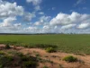 Lot 163, Tungali Road, Sandleton, SA 5356-Image
