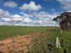 Lot 163, Tungali Road, Sandleton, SA 5356-Image