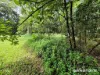 Lot 18 George Road, Forest Creek, Qld 4873-Image