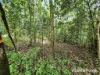 Lot 18 George Road, Forest Creek, Qld 4873-Image