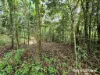 Lot 18 George Road, Forest Creek, Qld 4873-Image
